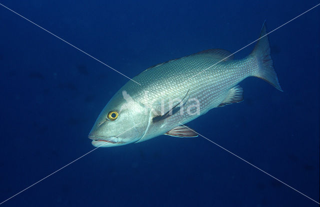 Two-spot red snapper (Lutjanus bohar)