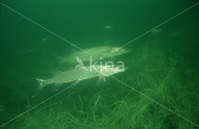 Northern Pike (Esox lucius)