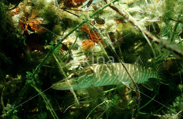 Northern Pike (Esox lucius)