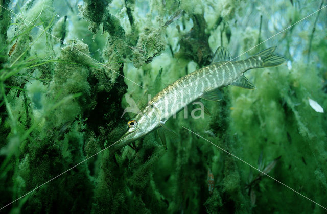 Northern Pike (Esox lucius)