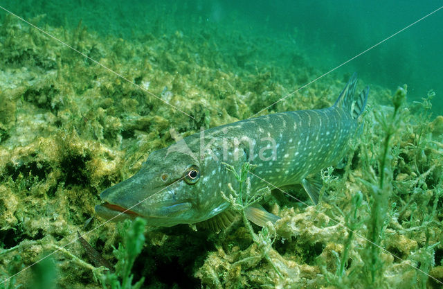 Northern Pike (Esox lucius)