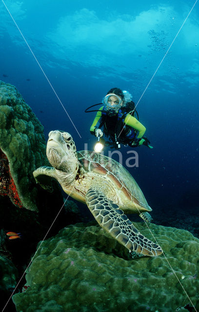 Soepschildpad (Chelonia mydas)