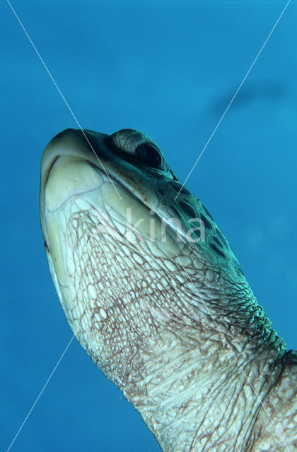 Green Turtle (Chelonia mydas)