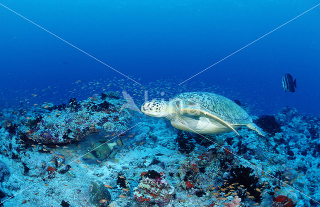 Soepschildpad (Chelonia mydas)