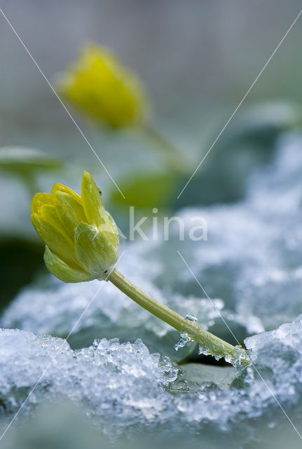 Speenkruid (Ranunculus ficaria)