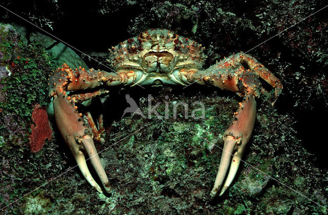 Channel Clinging Crab (Mithrax spinosissimus)