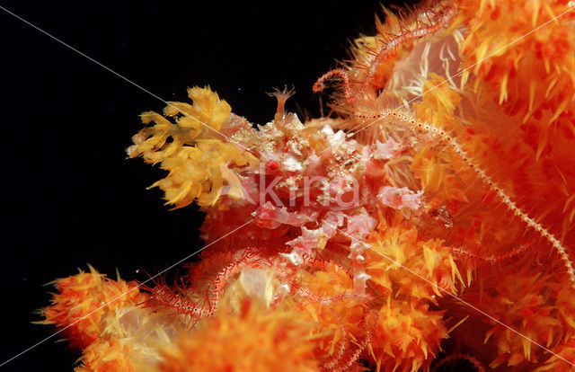 soft coral Spidercrab (Hoplophrys oatesii)