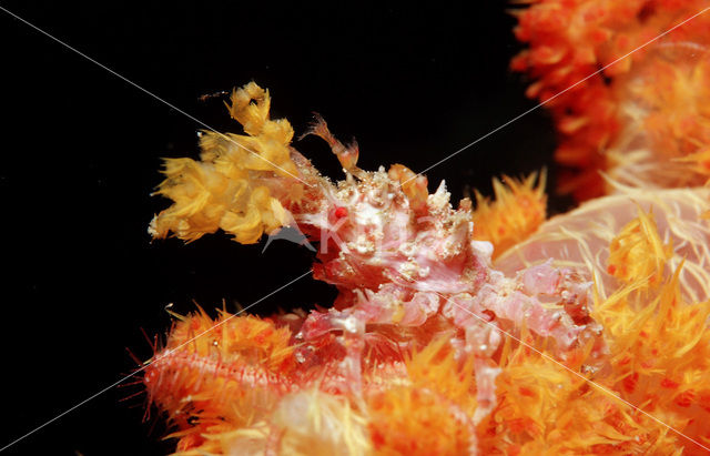 soft coral Spidercrab (Hoplophrys oatesii)