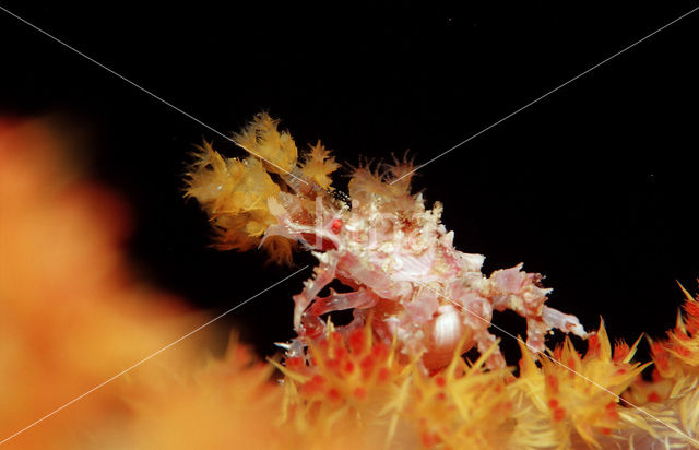 soft coral Spidercrab (Hoplophrys oatesii)