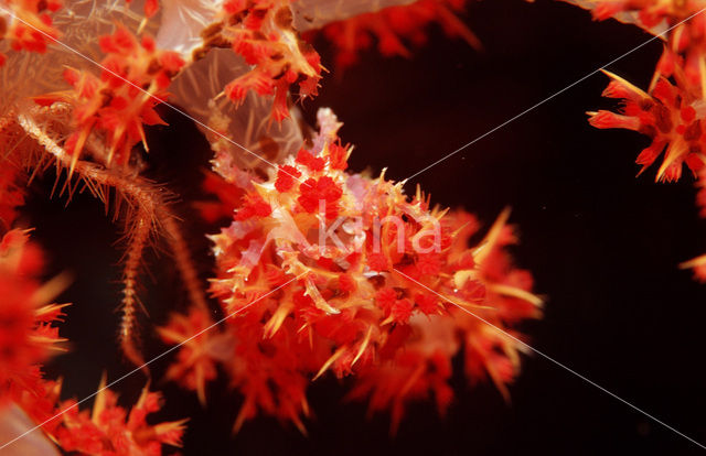 soft coral Spidercrab (Hoplophrys oatesii)