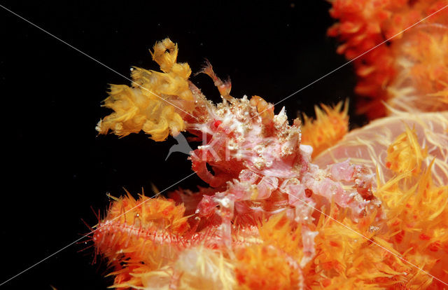 soft coral Spidercrab (Hoplophrys oatesii)