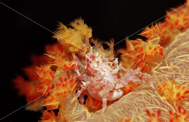 soft coral Spidercrab (Hoplophrys oatesii)