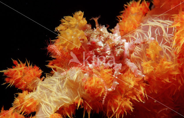 soft coral Spidercrab (Hoplophrys oatesii)