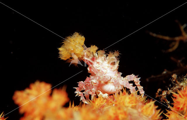 soft coral Spidercrab (Hoplophrys oatesii)