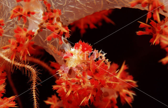 soft coral Spidercrab (Hoplophrys oatesii)