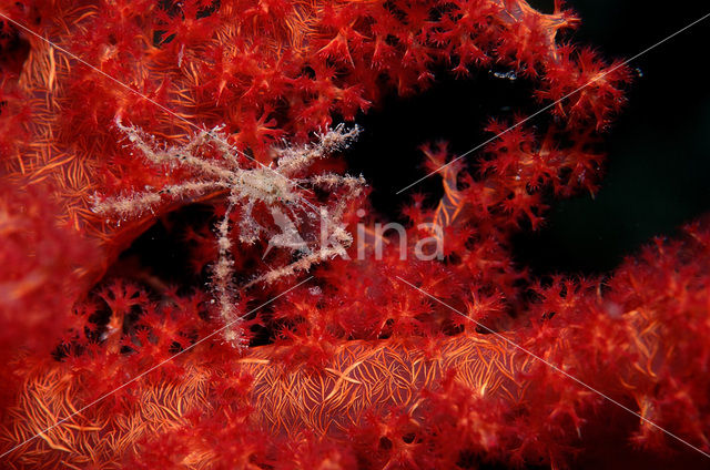 spider crab (Achaeus spinosus)