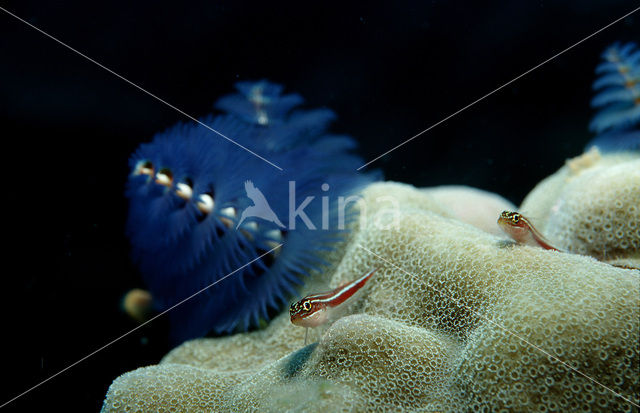 Christmas tree worm (Spirobranchus giganteus)