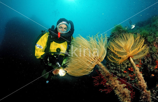 Fanworm (Spirographis spallanzanii)