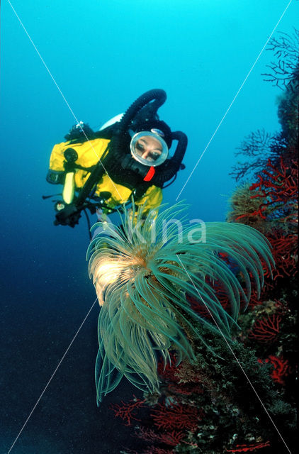 Spiraalkokerworm (Spirographis spallanzanii)