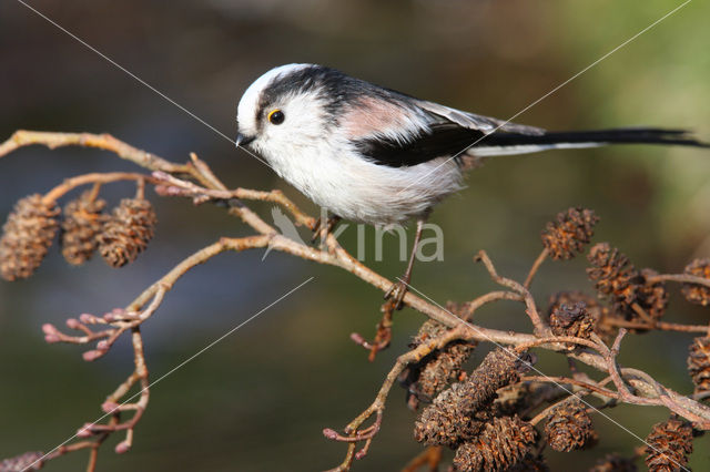 Long-tailed Tit (Aegithalos caudatus)