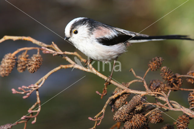 Staartmees (Aegithalos caudatus)