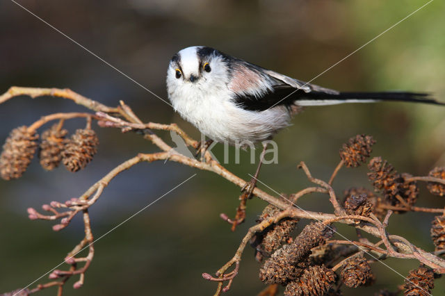 Long-tailed Tit (Aegithalos caudatus)