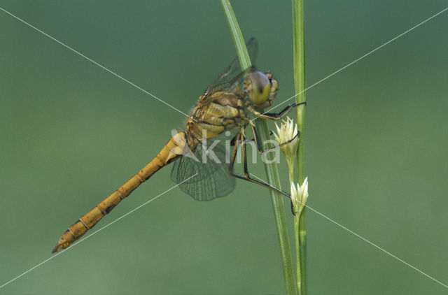 Vagrant Darter (Sympetrum vulgatum)