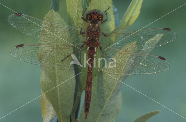 Vagrant Darter (Sympetrum vulgatum)