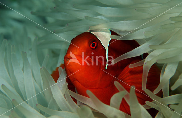 Spinecheek clownfish (Premnas aculeatus)