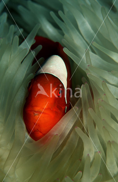Spinecheek clownfish (Premnas aculeatus)