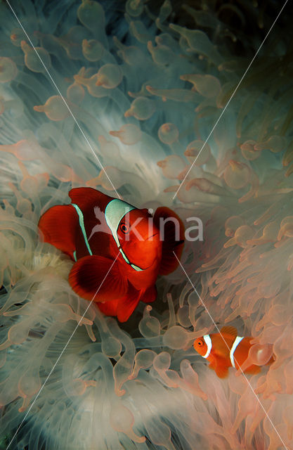 Spinecheek clownfish (Premnas aculeatus)