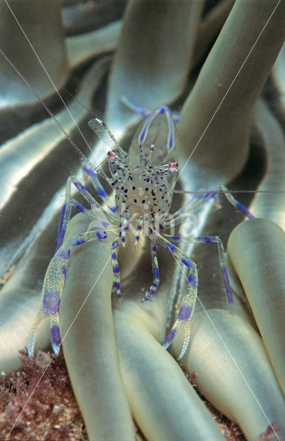 partner shrimp (Periclimenes sagittifer)