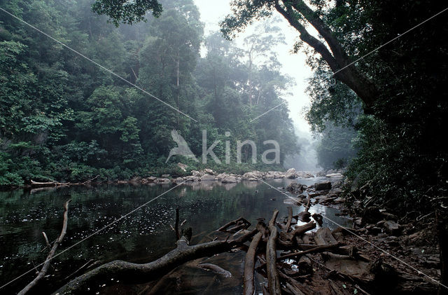 Taman Negara National Park