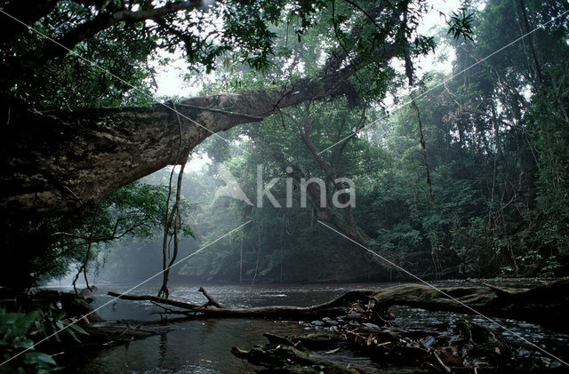 Taman Negara National Park