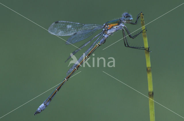 Scarce Emerald Damselfly (Lestes dryas)