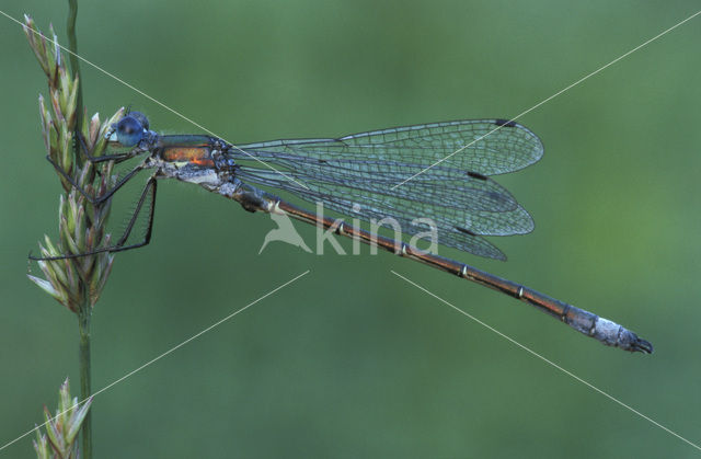 Scarce Emerald Damselfly (Lestes dryas)