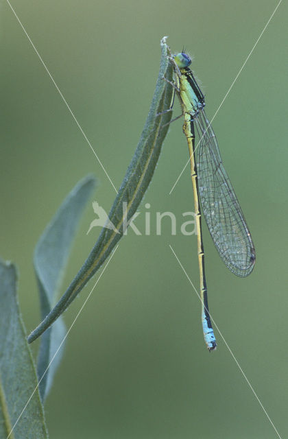 Tengere grasjuffer (Ischnura pumilio)