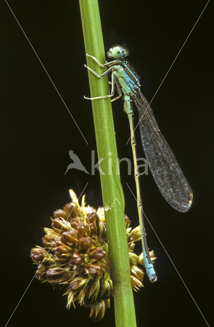 Scarce Blue-tailed Damselfly (Ischnura pumilio)