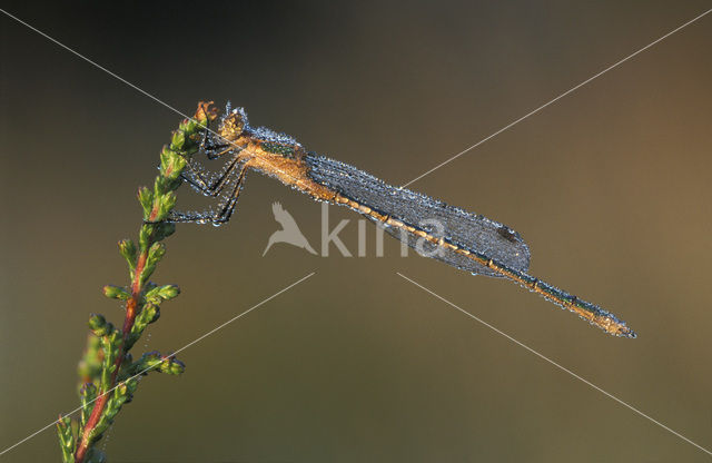 Tengere pantserjuffer (Lestes virens)