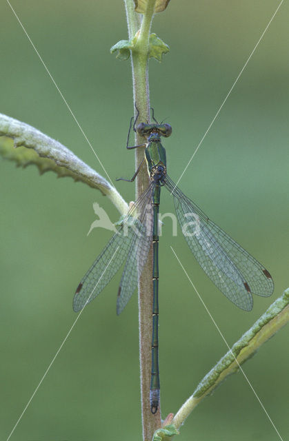 Tengere pantserjuffer (Lestes virens)