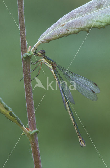 Small Emerald Damselfly (Lestes virens)