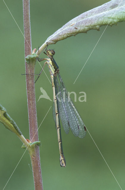 Tengere pantserjuffer (Lestes virens)