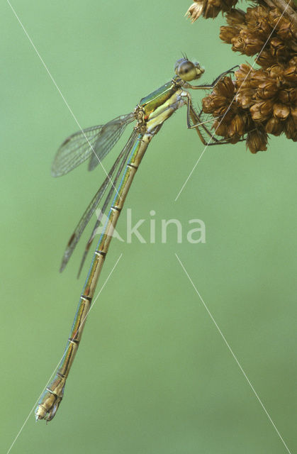 Tengere pantserjuffer (Lestes virens)