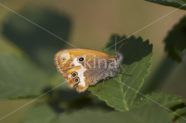 Pearly Heath (Coenonympha arcania)