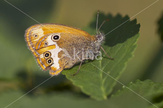 Tweekleurig hooibeestje (Coenonympha arcania)