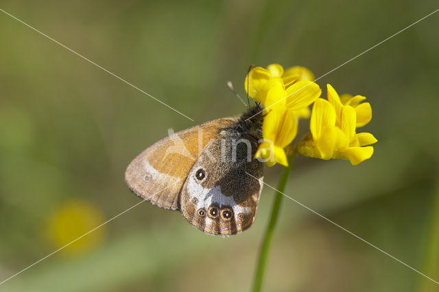 Tweekleurig hooibeestje (Coenonympha arcania)