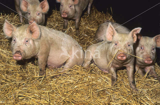 Pig (Sus domesticus)