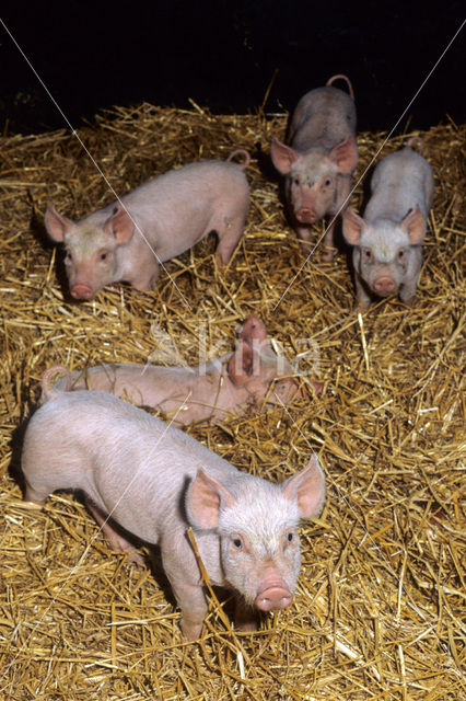 Pig (Sus domesticus)