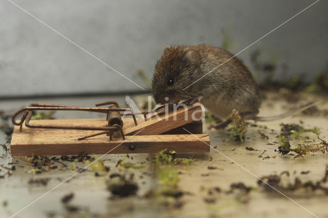 Veldmuis (Microtus arvalis)