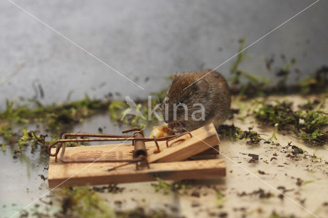 Common Vole (Microtus arvalis)